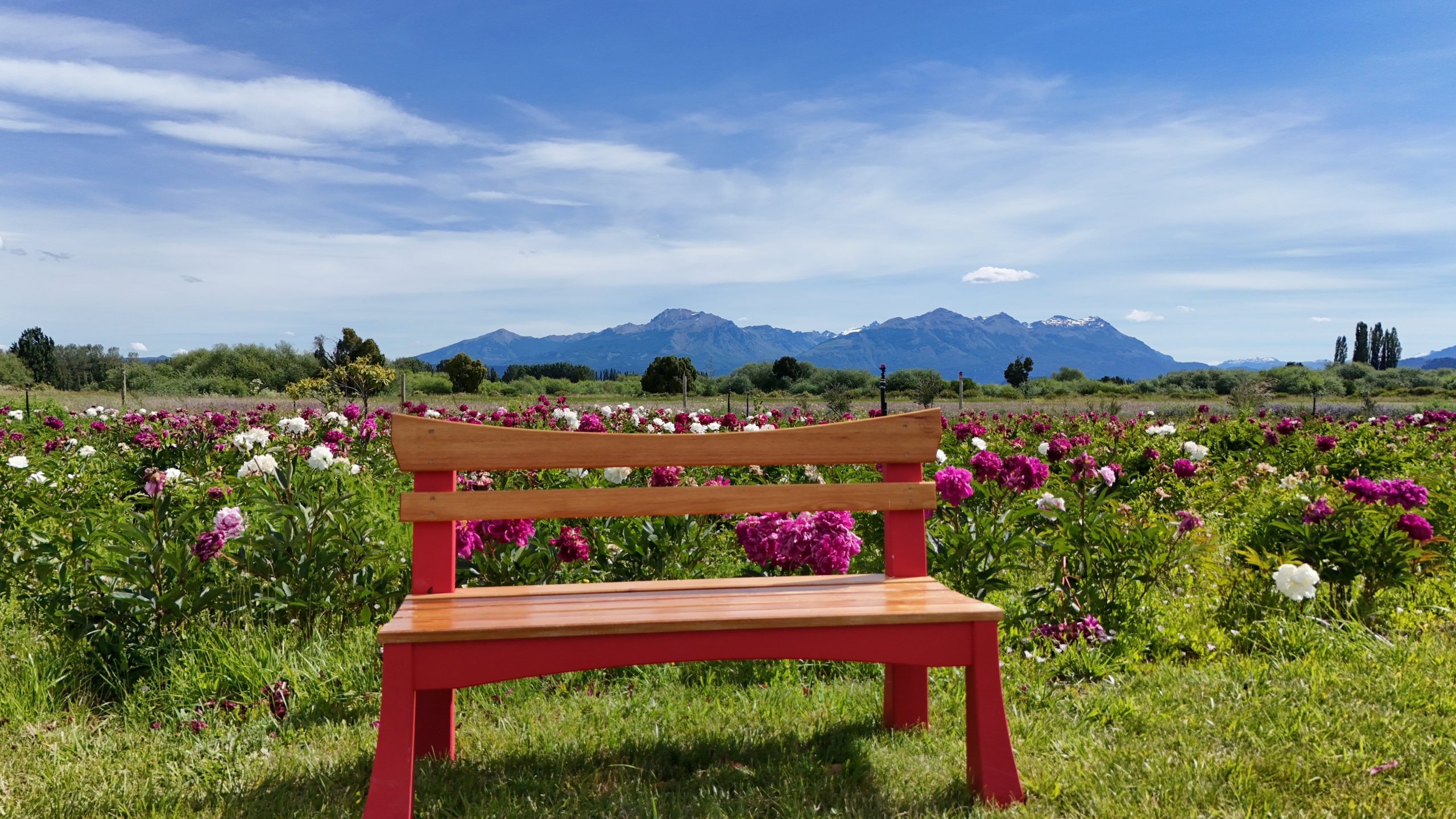 Las peonías, originarias de Asía, tienen en este rincón de Chubut los cultivos más grandes del país 