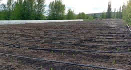 ¿Cuál es la frontera? realizan inéditos ensayos con maíz en Santa Cruz y un punto juega muy a favor