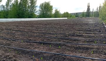 ¿Cuál es la frontera? realizan inéditos ensayos con maíz en Santa Cruz y un punto juega muy a favor