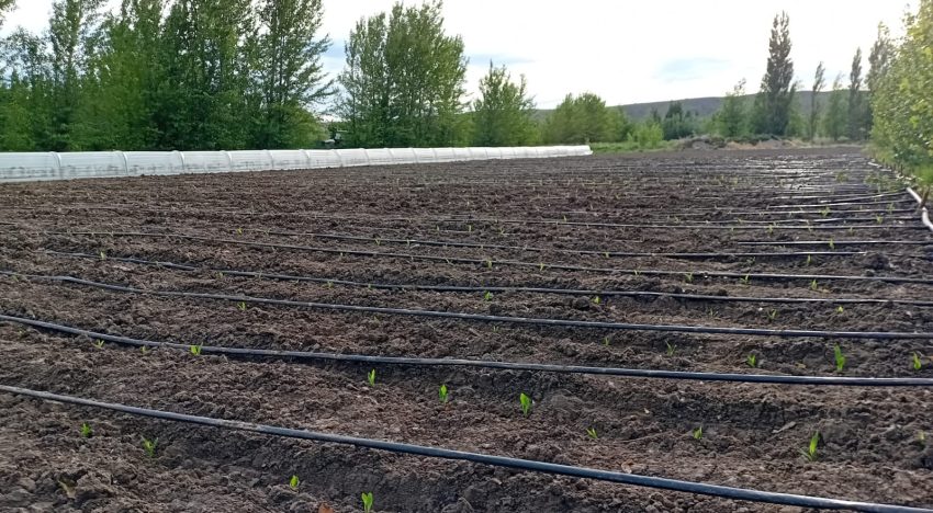 ¿Cuál es la frontera? realizan inéditos ensayos con maíz en Santa Cruz y un punto juega muy a favor