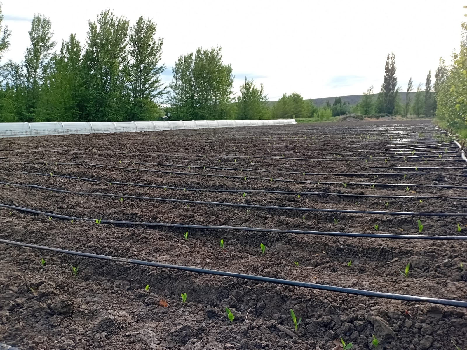 Un ensayo experimental de siembra de híbrido de maíz en Perito Moreno, Santa Cruz