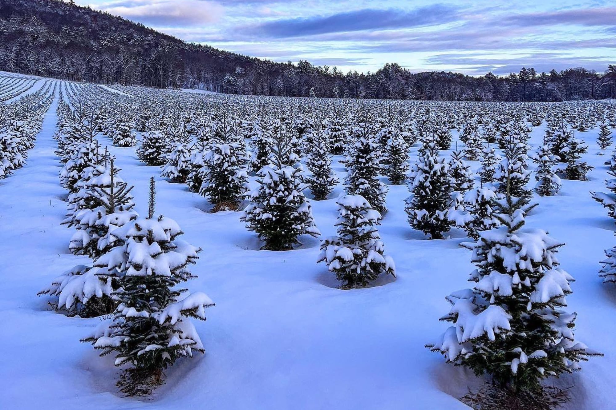La granja se convierte, por unos días, en un punto de encuentro familiar