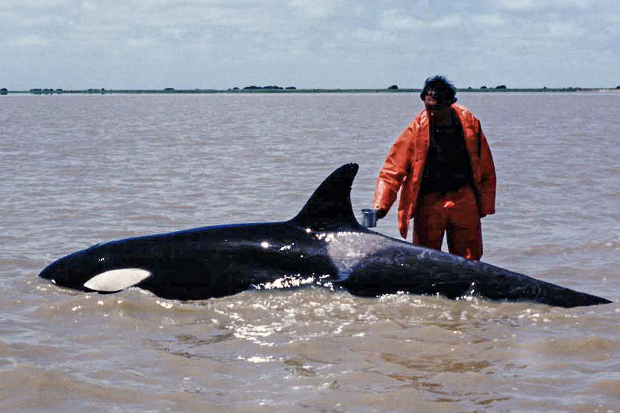 Imagen de Kshamenk durante su varamiento en la Bahía de Samborombón, en 1992