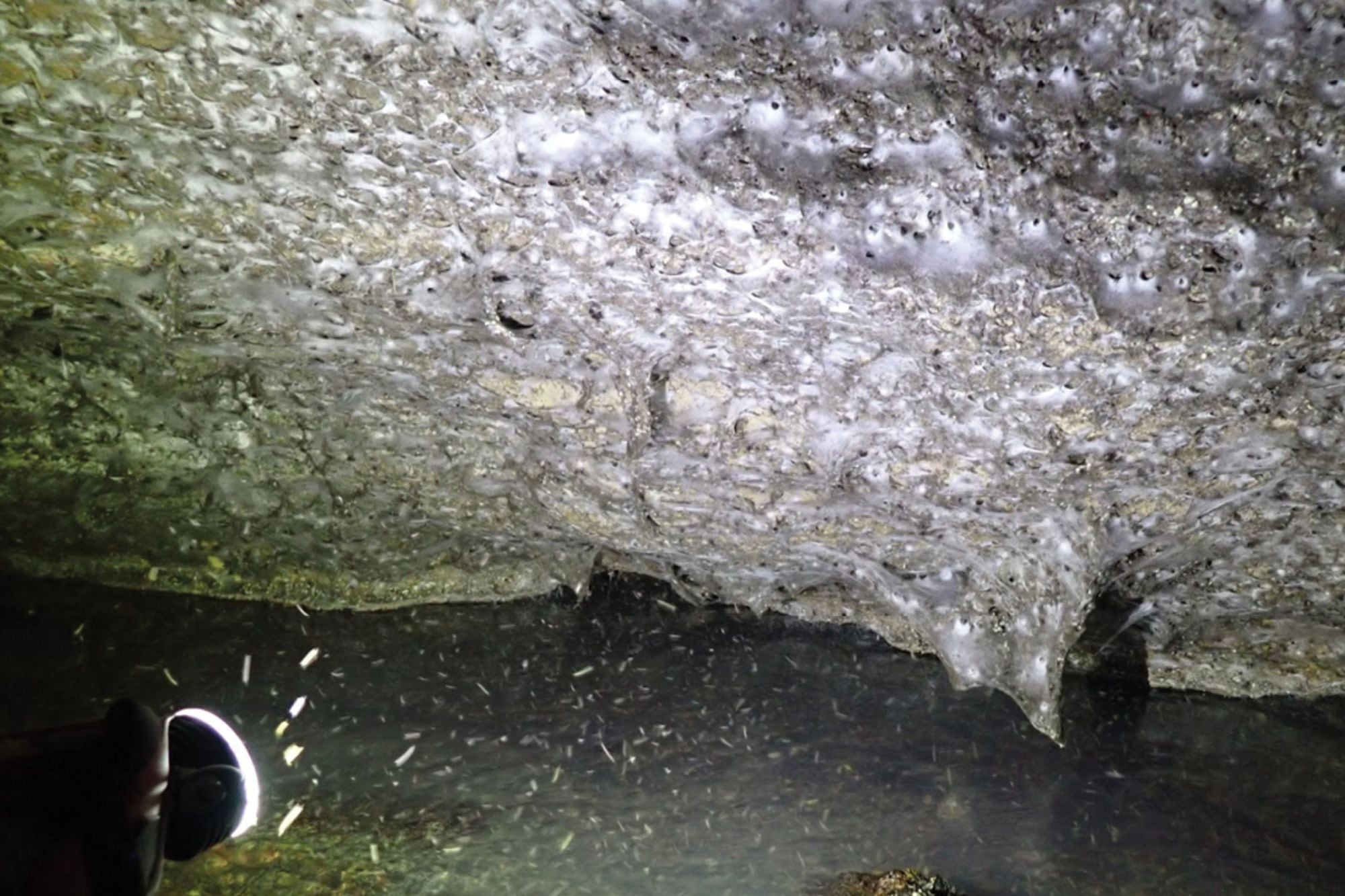 La vista frontal de la telaraña dejó en evidencia el tamaño masivo de la misma