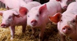 Endurecen los controles tras la aparición de casos de peste porcina africana en España