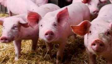 Endurecen los controles tras la aparición de casos de peste porcina africana en España