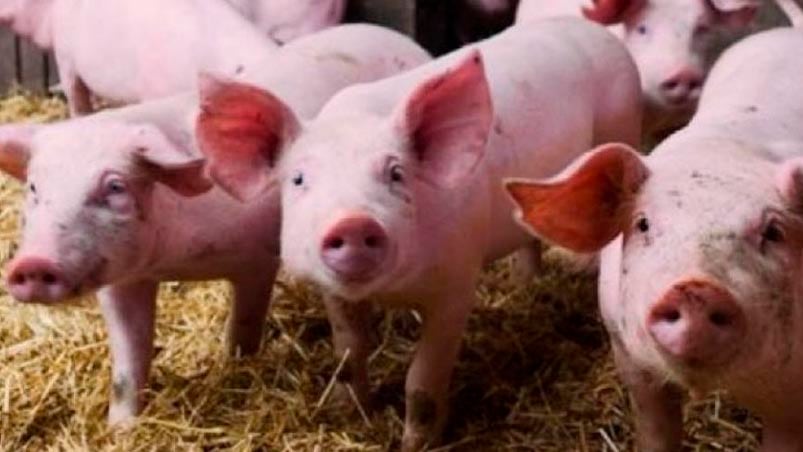 Endurecen los controles tras la aparición de casos de peste porcina africana en España