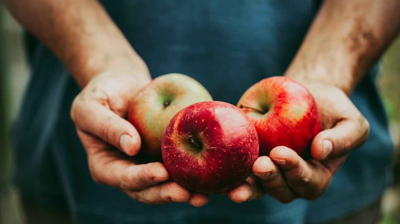 Con esta cocción, las manzanas quedan tiernas por dentro. (Foto: Adobe Stock)