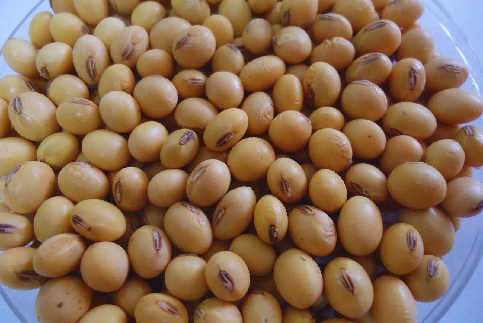 Los productos agrícolas argentinos mantienen presencia en más de 130 destinos, consolidando una mayor diversificación comercial.(Foto: INTA).