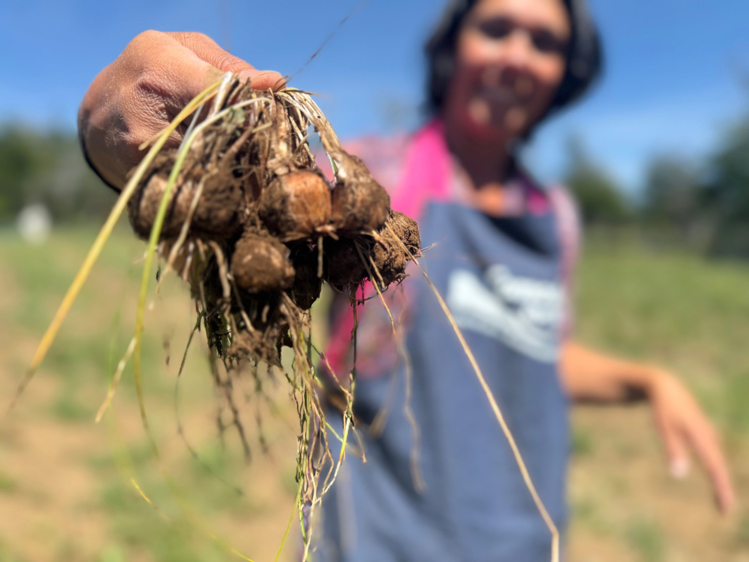 En semana santa los cultivos de azafrán estarán en flor