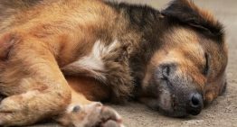 Qué hacer con las mascotas cuando mueren: este es el servicio gratuito que ofrece Zoonosis