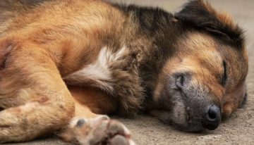 Qué hacer con las mascotas cuando mueren: este es el servicio gratuito que ofrece Zoonosis