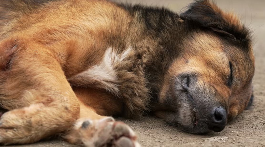 El Instituto Pasteur ofrece un servicio de cremación sin cargo
