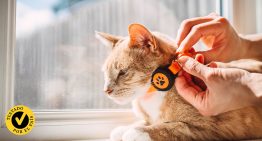 Pruebo varios collares GPS para gatos y te digo cuál comprar