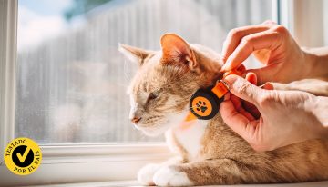Pruebo varios collares GPS para gatos y te digo cuál comprar