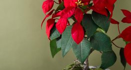 La receta fácil para disfrutar de un delicioso helado casero en Navidad