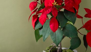 La receta fácil para disfrutar de un delicioso helado casero en Navidad