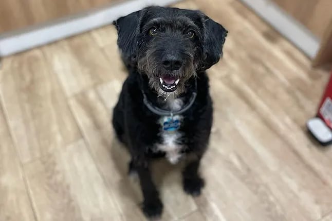 El duro testimonio de una sobreviviente del choque de trenes en España: su hermana embarazada quedó en estado crítico y no encuentra a su perro