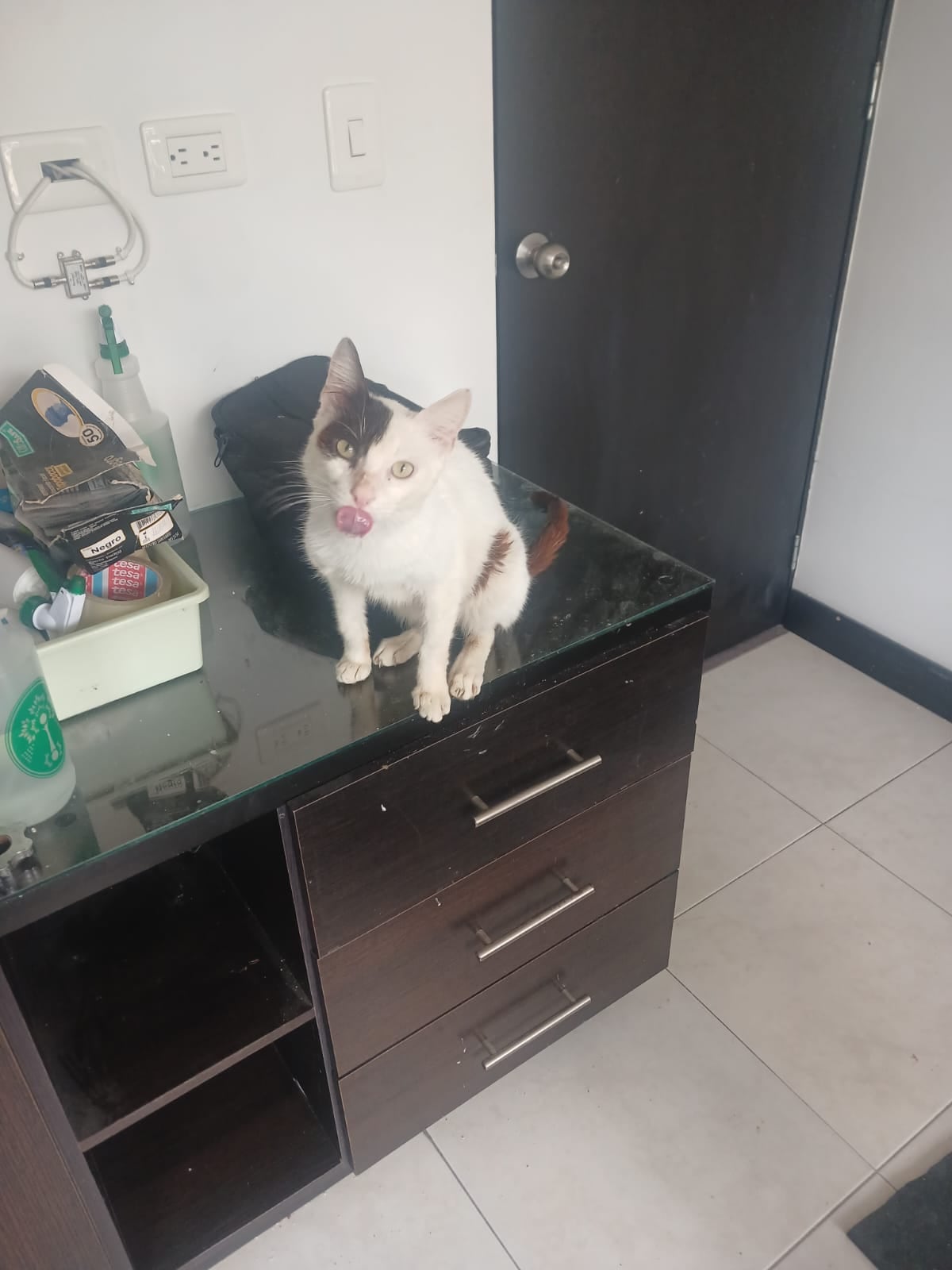 Orión fue diagnosticado con SIDA felino.