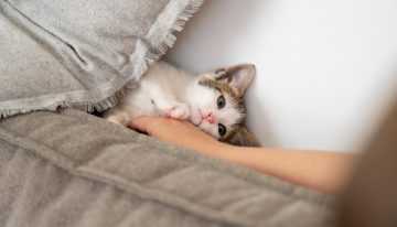 Qué significa que mi gato maúlle aunque tenga comida, según especialistas