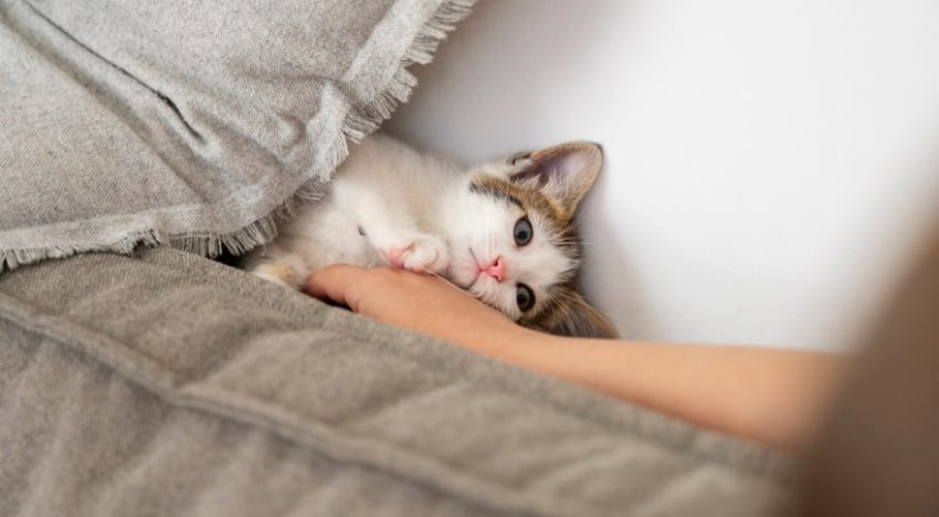 Qué significa que mi gato maúlle aunque tenga comida, según especialistas