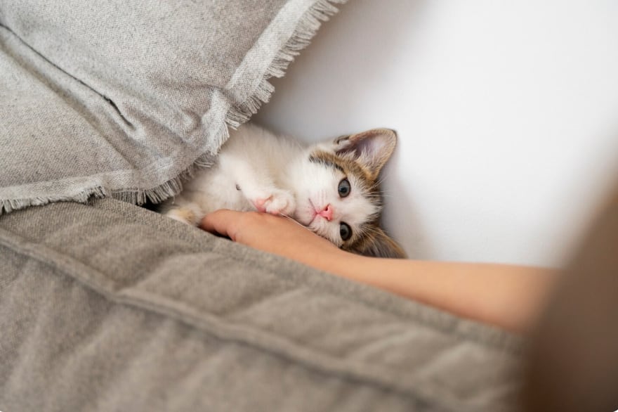 Comportamiento felino: por qué maúllan sin hambre