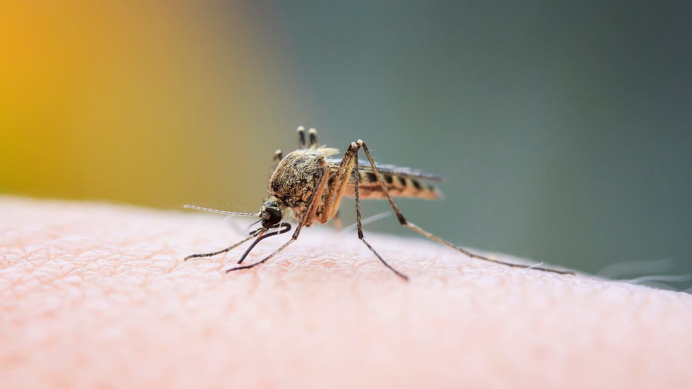 Los mosquitos eligen a través del olor corporal. (Foto: Adobe Stock)