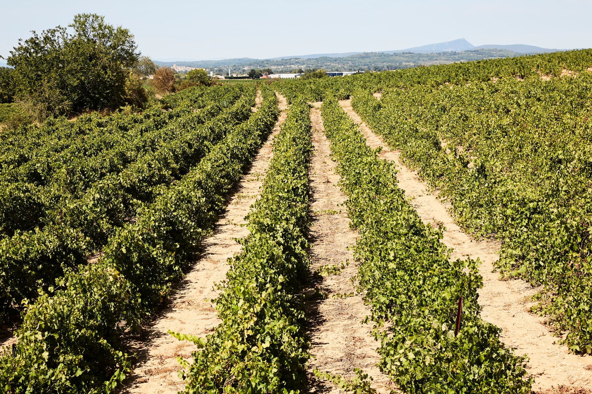 Zona de viñedos en La Rouvière