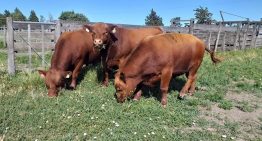 Ya vende 30 toros por año: se fue a la Patagonia y comenzó de cero un ambicioso proyecto en un lugar hoy muy pujante