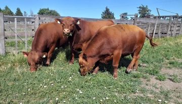 Ya vende 30 toros por año: se fue a la Patagonia y comenzó de cero un ambicioso proyecto en un lugar hoy muy pujante