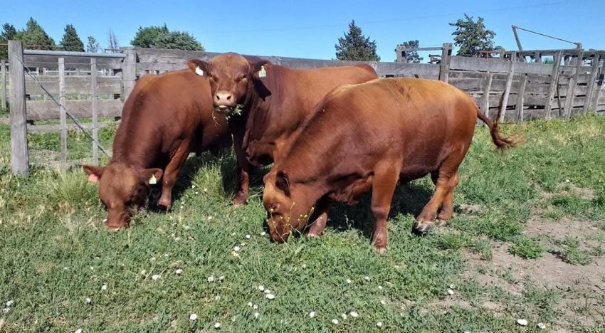 Ya vende 30 toros por año: se fue a la Patagonia y comenzó de cero un ambicioso proyecto en un lugar hoy muy pujante