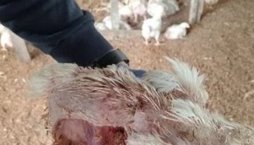 Un grupo de perros atacó a 3000 pollos en una granja santafesina