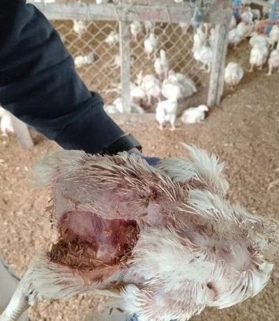 Un grupo de perros atacó a 3000 pollos en una granja santafesina