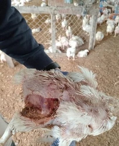 Escena posterior al hecho que generó un fuerte impacto en la actividad avícola de la zona. (Foto: El Litoral).