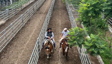 Vacunos: oferta muy moderada y precios con altibajos en el Mercado Agroganadero de Cañuelas