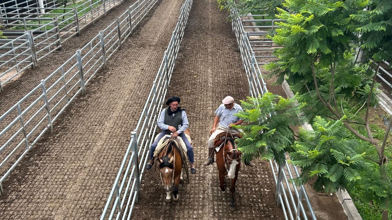 El detalle de venta fue 411 novillos; 773 novillitos; 594 vaquillonas; 614 vacas; 90 conservas, y 46 toros