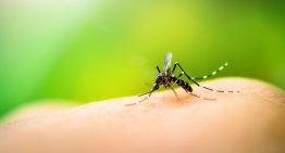 No es el tipo de sangre: la ciencia explica cómo los mosquitos eligen a quién picar