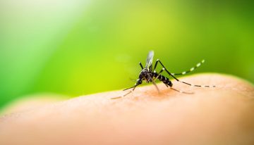 No es el tipo de sangre: la ciencia explica cómo los mosquitos eligen a quién picar