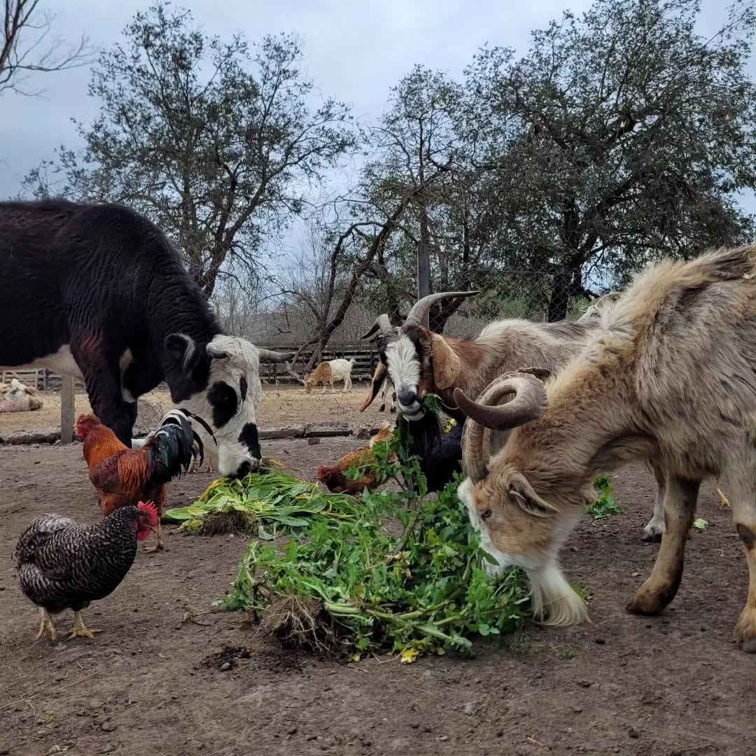 En el santuario Salvajes, Jill pudo disfrutar de la libertad que no había conocido.