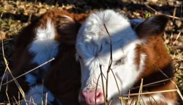 En plena autopista, saltó de un camión en movimiento pero nadie imaginó lo que protegía: “Arriesgó todo por la libertad”