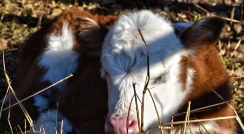 En plena autopista, saltó de un camión en movimiento pero nadie imaginó lo que protegía: “Arriesgó todo por la libertad”
