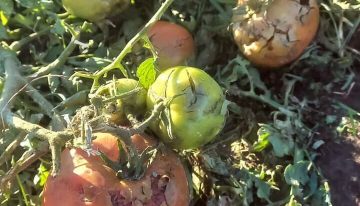 El granizo devastó la producción en el Valle Medio de Río Negro