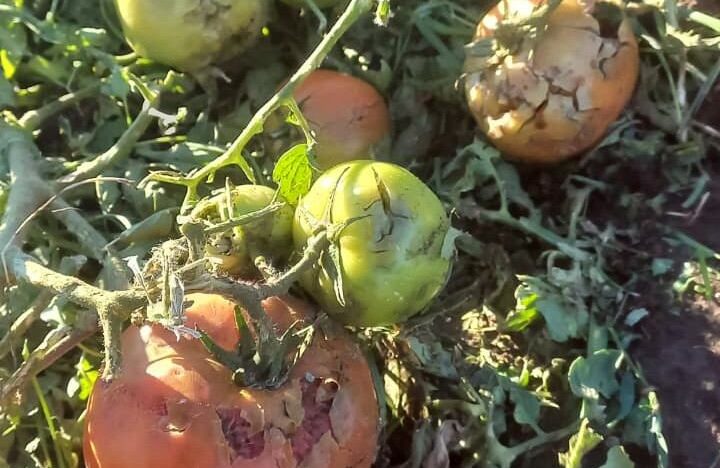 El granizo devastó la producción en el Valle Medio de Río Negro