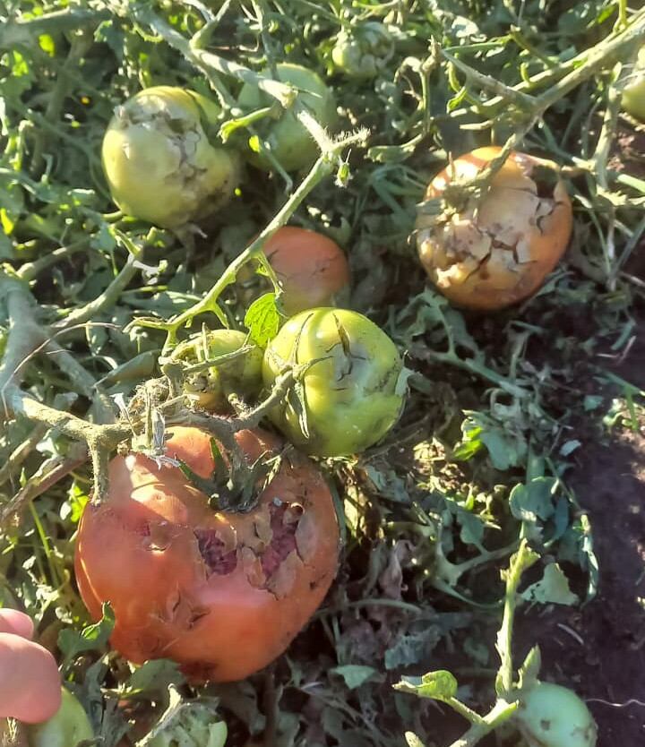 Productores de la región evalúan pérdidas tras uno de los temporales más fuertes de los últimos meses. (Foto: Gobierno de Río Negro).