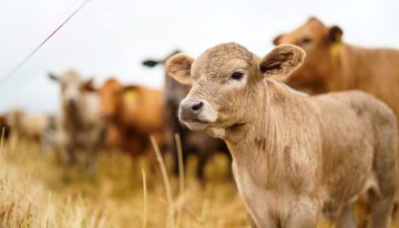 Buscan mejorar 500.000 hectáreas: un programa concretó la primera emisión de créditos de carbono