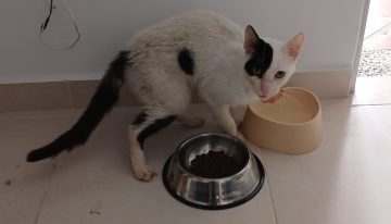 Lo rescató enfermo, los veterinarios sugirieron la eutanasia pero una corazonada lo mantuvo con vida: “Dejalo una semana más”