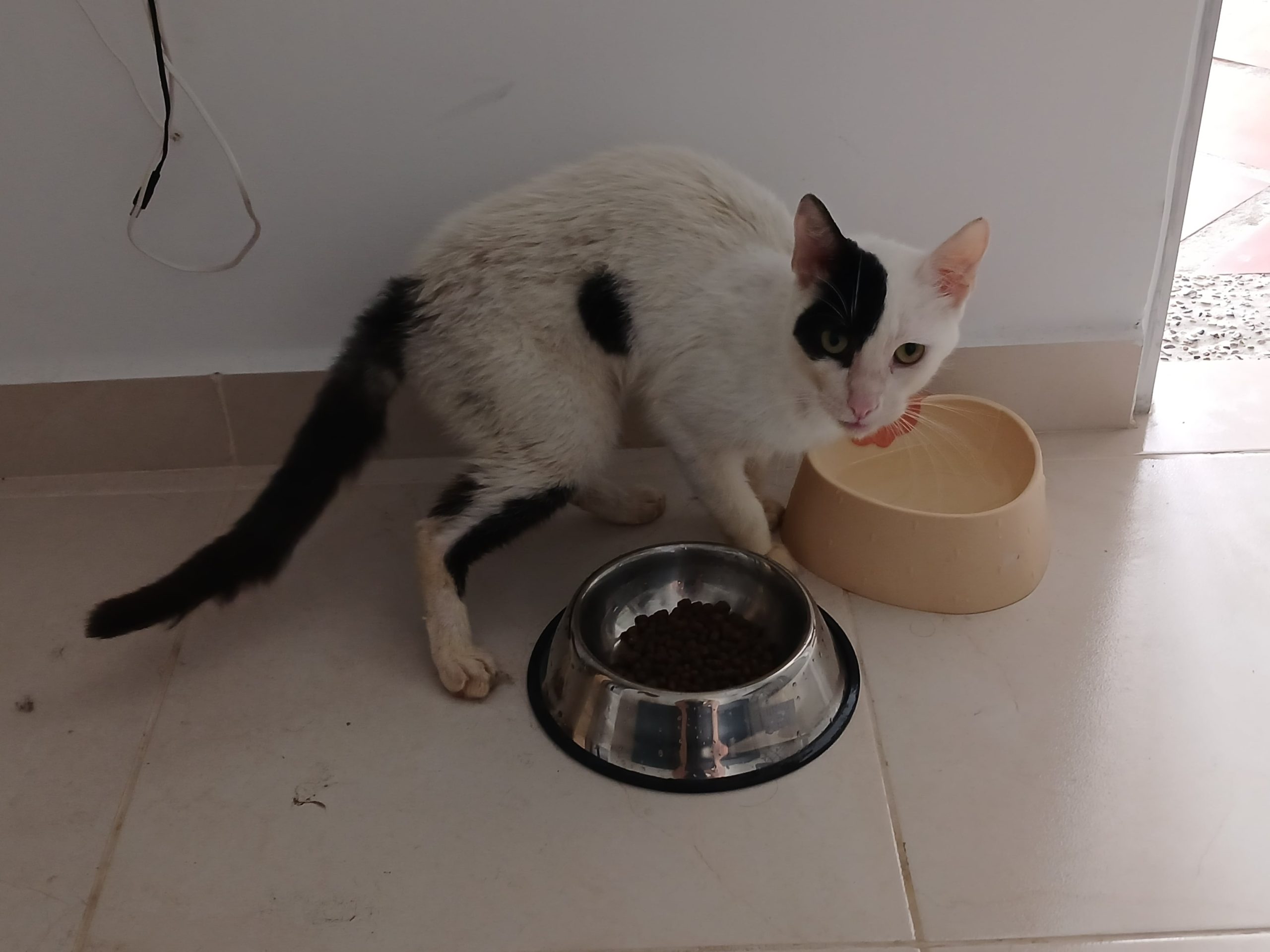 Intentaba masticar y se le caía casi todo lo que lograba llevarse a la boca.