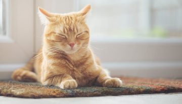 Resistente, duradero y con 19.000 valoraciones en Amazon: la alfombrilla rascador que los gatos adoran