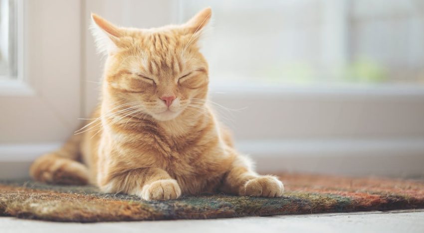 Resistente, duradero y con 19.000 valoraciones en Amazon: la alfombrilla rascador que los gatos adoran