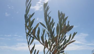 Cuándo es el Domingo de Ramos en la Argentina